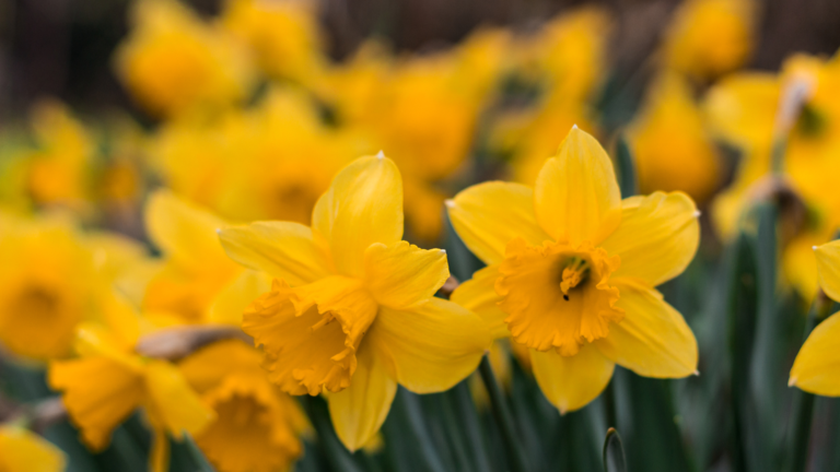 A Fresh Approach to Spring Home Decor